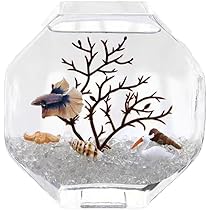 Amazon | 金魚鉢 水槽 小シンク 六角形 おしゃれ ガラス 苔